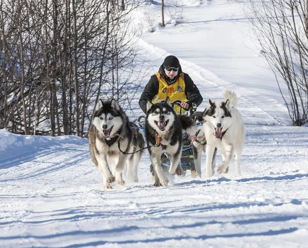 Kamchatka tradicional perro trineo carrera Elizovsky sprint —  Fotos de Stock