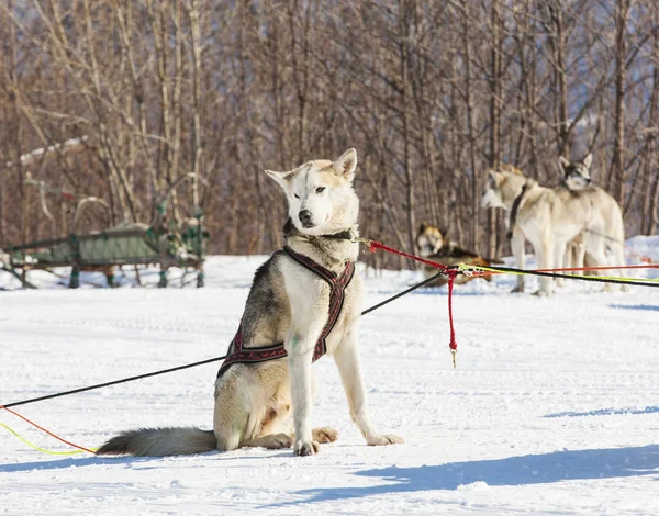 Husky spřežení psů čekat na odpočinek na sněhu. — Stock fotografie