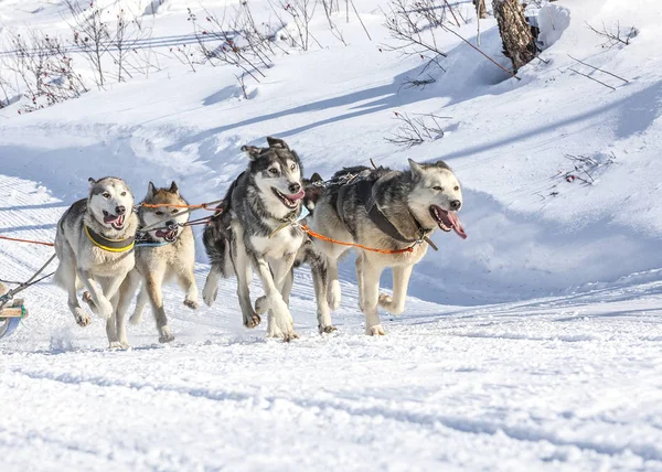 Husky perros están tirando de trineo en el soleado bosque de invierno —  Fotos de Stock