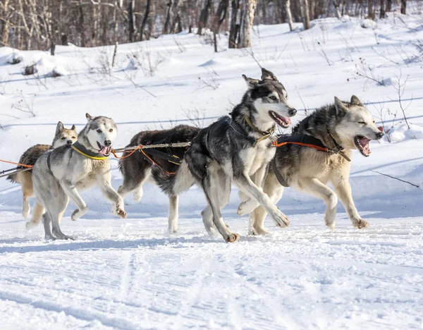 Husky köpekleri kızak güneşli kış orman Kamchatk içinde vasıl çekerek — Stok fotoğraf