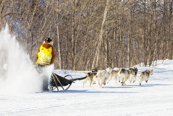 Kamchatka tradicional perro trineo carrera Elizovsky sprint — Foto de Stock