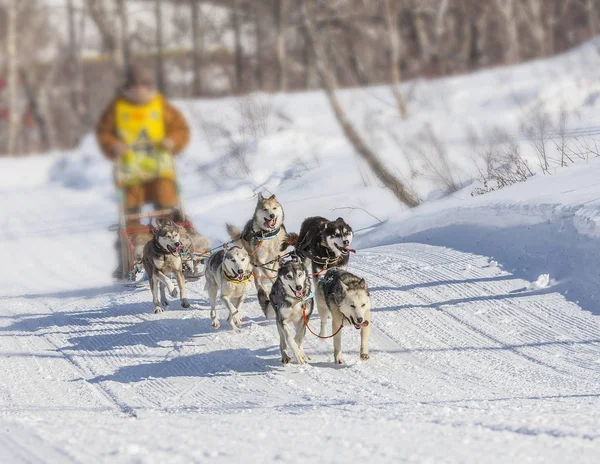 Course traditionnelle de traîneau à chiens Kamchatka Elizovsky sprint — Photo