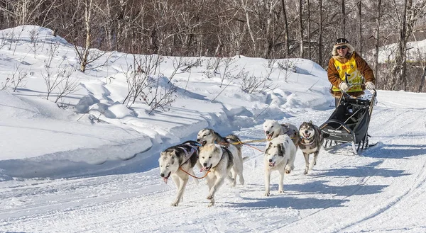 Tradycyjne sprint Kamczatka Dog Sledge wyścigu Elizovsky — Zdjęcie stockowe