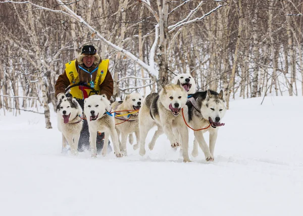 Τρέχοντας σκυλί έλκηθρο ομάδα. Καμτσάτκα Sled Dog Race Beringia Royalty Free Φωτογραφίες Αρχείου