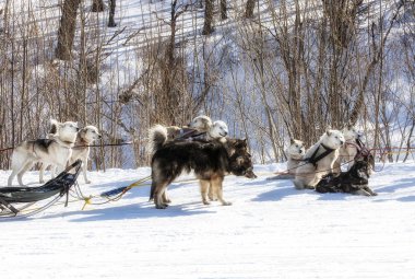Siberian dış yapraklar koşum Kamçatka Tarih içinde.