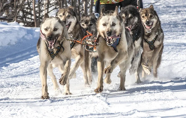 Husky perros están tirando de trineo en el soleado bosque de invierno —  Fotos de Stock
