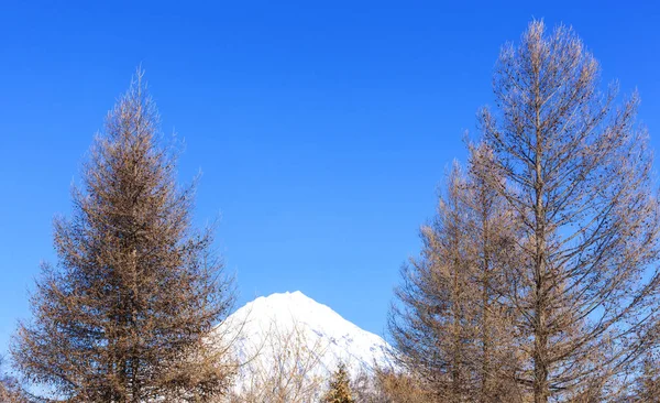 Avachinsky tulivuori Kamchatkan niemimaalla ja kuusen voittaa — kuvapankkivalokuva