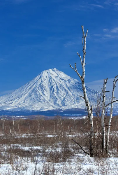Koryaksky wulkan na Kamczatce i błękitne niebo. — Zdjęcie stockowe