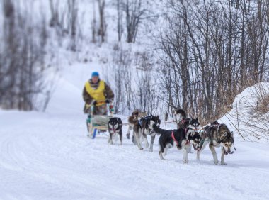  Kışın kar üzerinde kızak köpeği yarış kızağı arkasında saklanıyor ezme