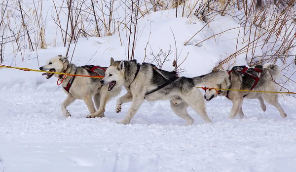 Sled dog race on snow in winter — Stock Photo, Image