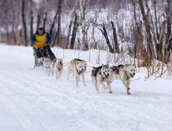 Musher verstopt achter slee bij sled dog race op sneeuw in de winter — Stockfoto