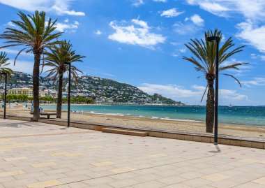 Sahildeki palmiye ağacı ve mavi deniz.