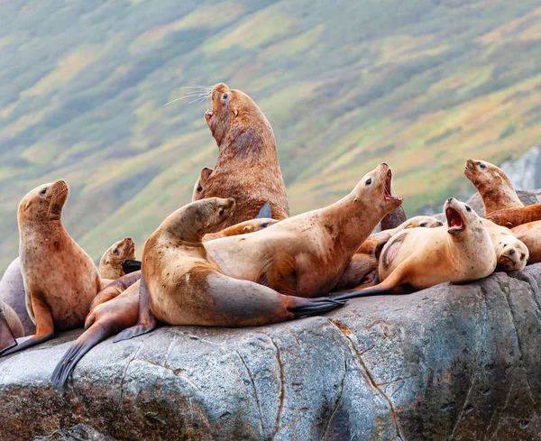 Steller Sea Lion sobre rocha na península de Kamchatka — Fotografia de Stock