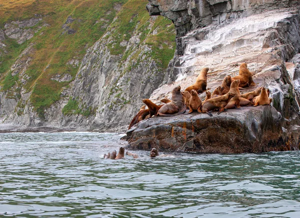 "Морской львенок" Стеллера на скале на Камчатке Стоковое Изображение