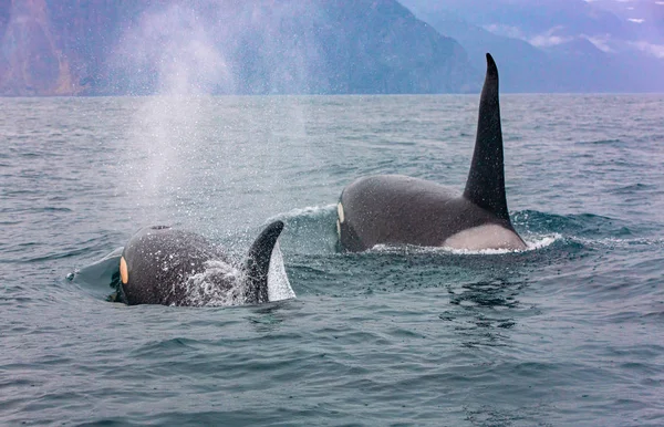 Enfoque selectivo.. El par de ballenas asesinas transitorias viajan a través Imagen de archivo