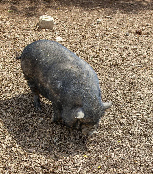 Vet zwart varken in de dierentuin in Frankrijk Rechtenvrije Stockfoto's