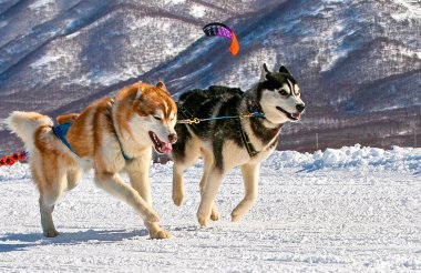 Köpek takımı Kamçatka 'da karda koşuyor..