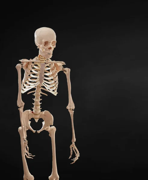 Det Mänskliga Skelettet Isolerad Svart Bakgrund — Stockfoto