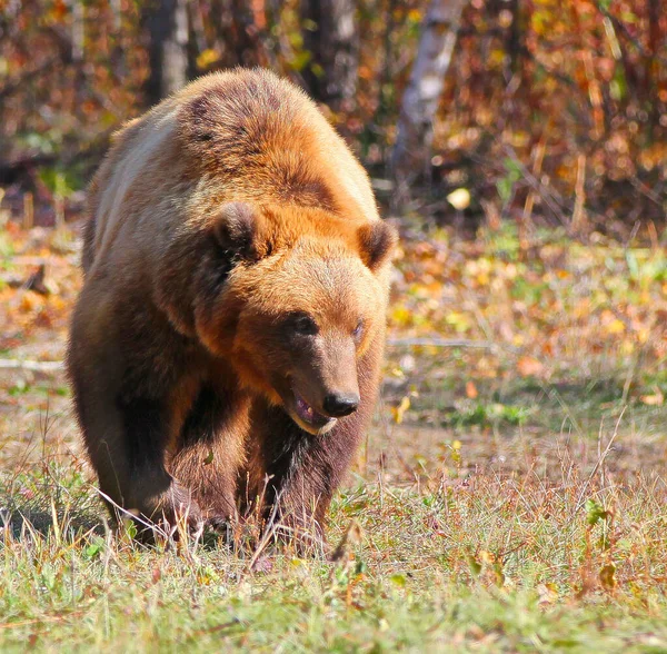 Brown Bear Ursus Arctos Correndo Floresta Kamchatka — Fotografia de Stock
