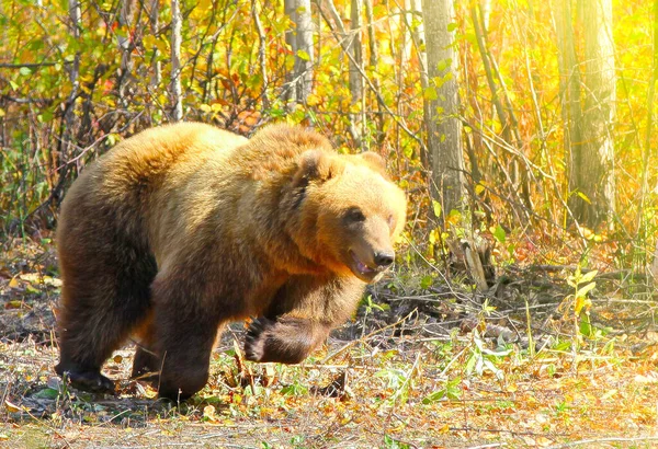 Καφέ Αρκούδα Ursus Arctos Τρέχει Στο Δάσος Στην Kamchatka — Φωτογραφία Αρχείου