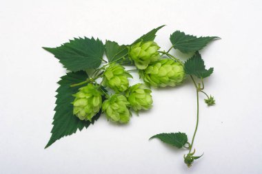 gri zemin üzerine yeşil hop