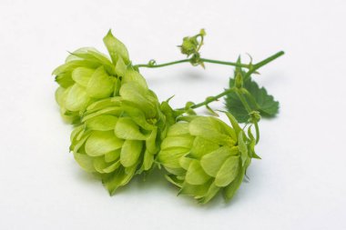 gri zemin üzerine yeşil hop