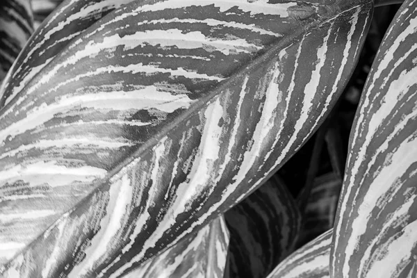 Leaf / plant texture — Stock Photo, Image