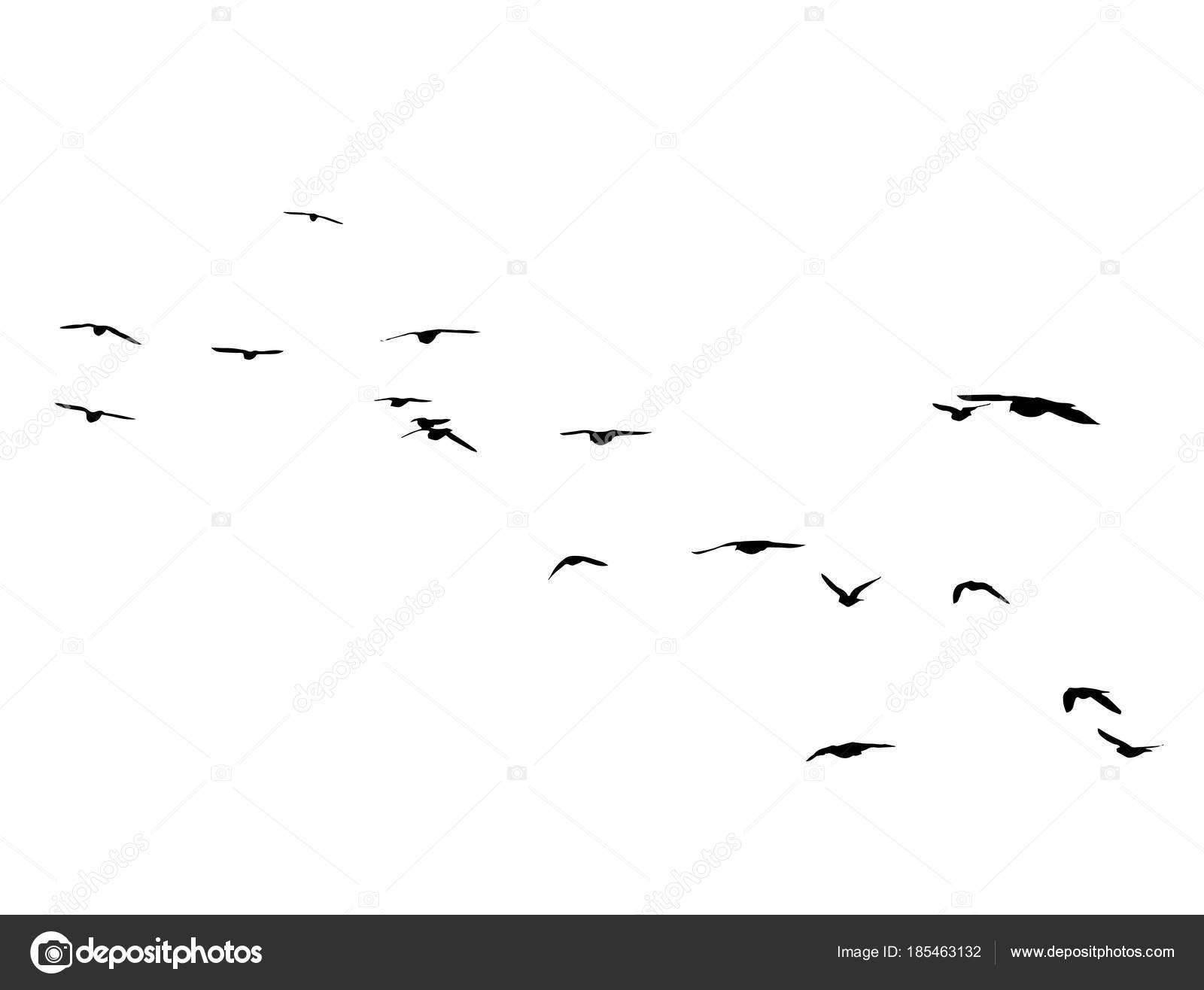 Vol Silhouettes Oiseaux Sur Fond Blanc Illustration
