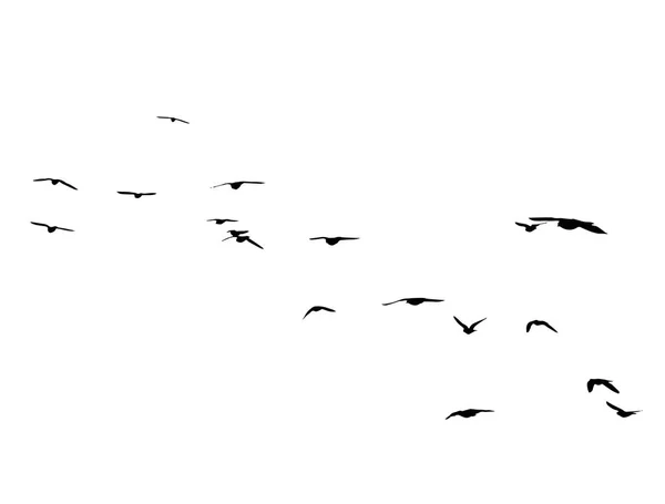 白い背景の上の鳥のシルエットを飛んでいます ベクトルの図 分離された鳥が飛んでいます — ストックベクタ
