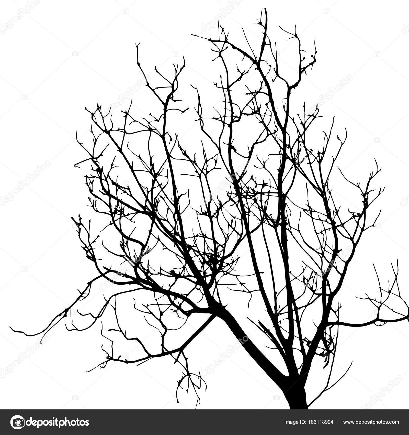 Silhouette of high tree with many branches isolated on white, view from