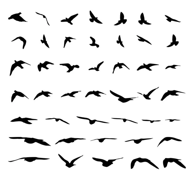 Pájaros voladores y siluetas sobre fondo blanco. Vector illustr — Vector de stock