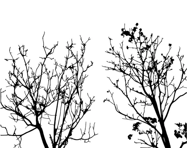 Silhouette di alto albero con molti rami isolati su bianco, vista dal basso verso l'alto . — Vettoriale Stock