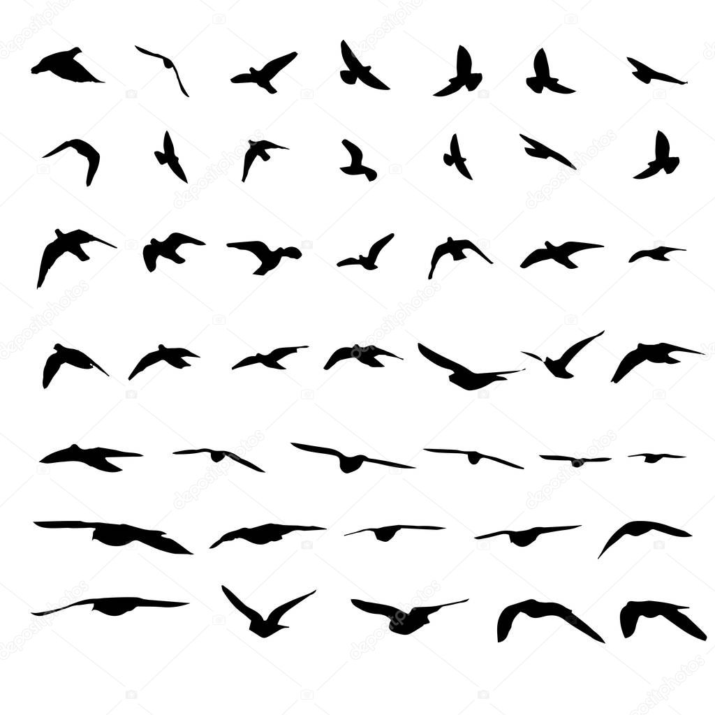 Flying birds and silhouettes on white background. Vector illustr