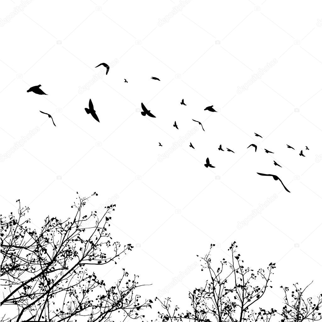 Flying birds and branch silhouettes on white background. Vector 