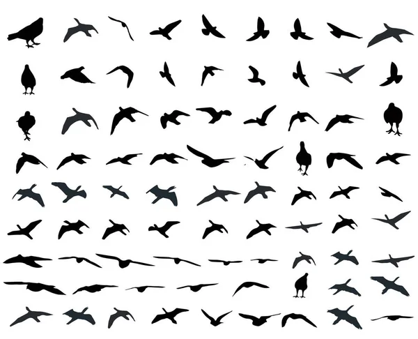 Aves voadoras e silhuetas em fundo branco. Ilustração vetorial. aves voadoras isoladas . — Vetor de Stock
