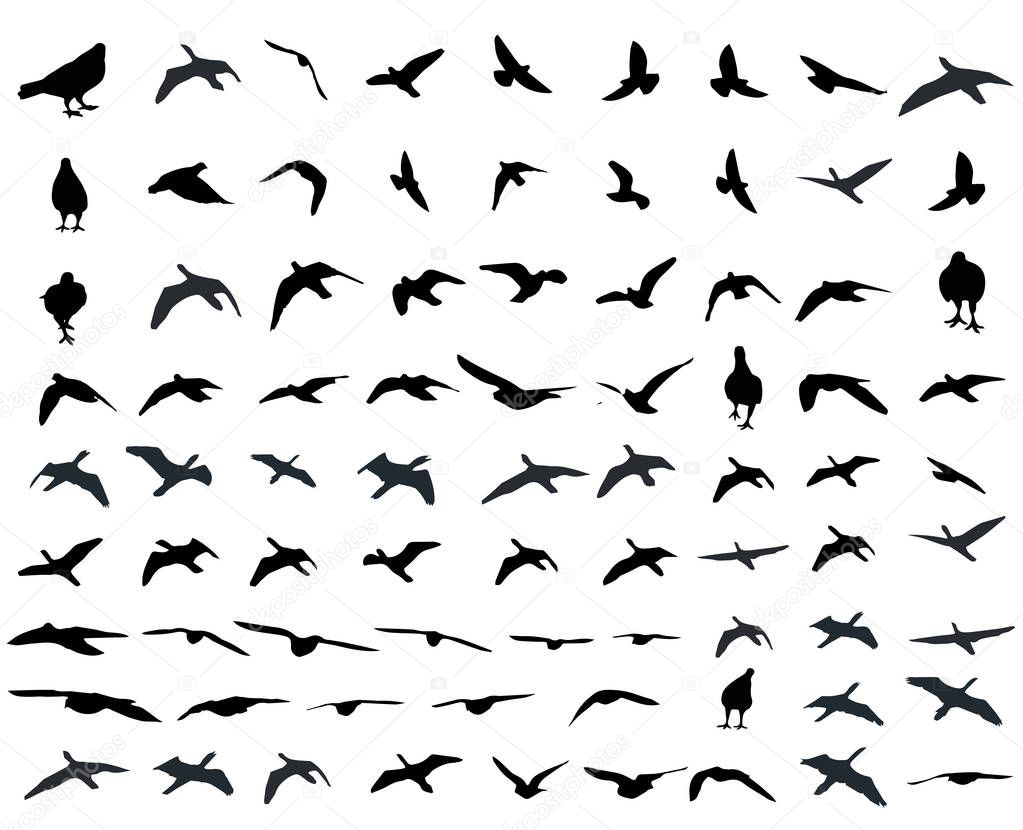 Flying birds and silhouettes on white background. Vector illustration. isolated bird flying. 