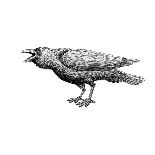 Черный ворон с изолированной птицей. Ручное рисование. Иллюстрация рекламного вектора. линия искусства с животными . — стоковый вектор