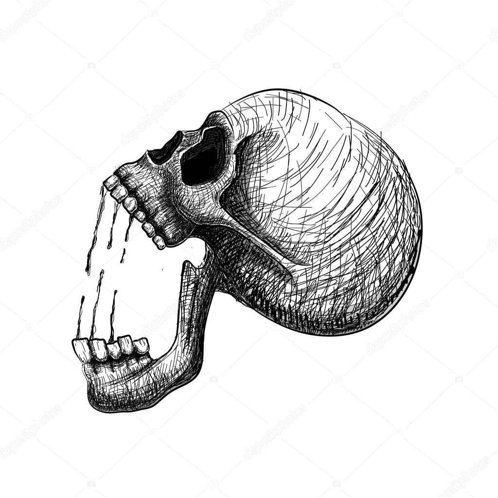Skull pain. Hand draw line art anatomically correct human skull isolated vector illustration. tattoo design. symbol of life.