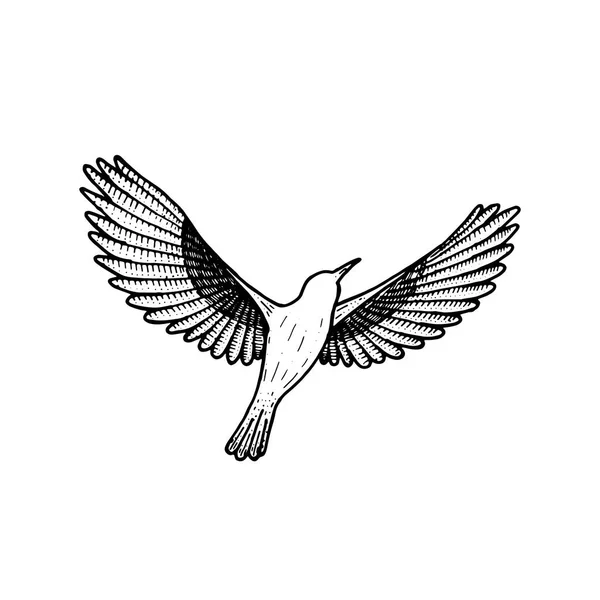 Птица летит. вектор иллюстрации. Ручной рисунок животного. птица изолированная линия на белом фоне. символ свободы. дизайн татуировки . — стоковый вектор