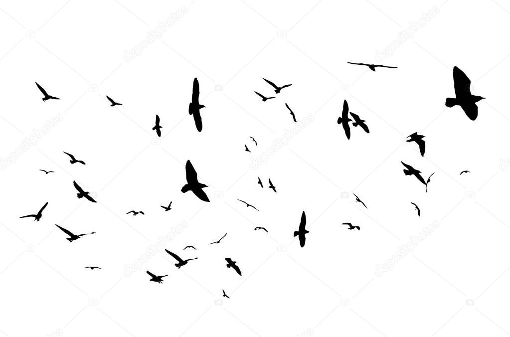 Flying birds silhouettes on white background. Vector illustration. isolated bird flying.