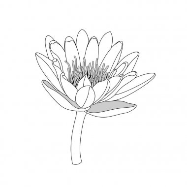 basit çizgi lotus çiçeği. siyah ve beyaz izole.