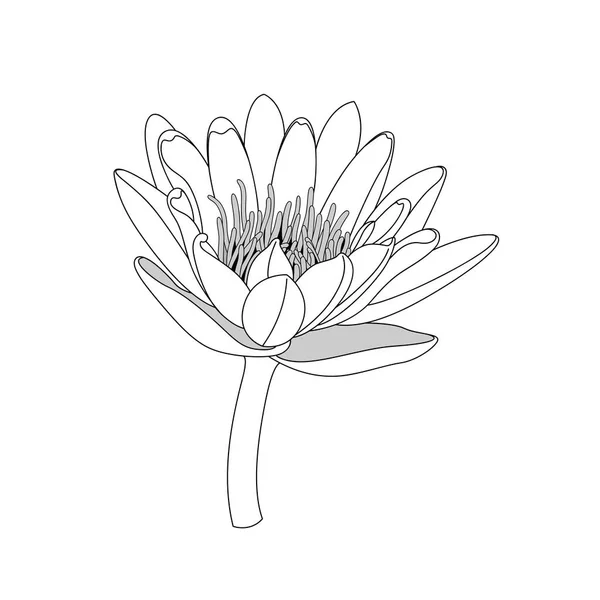 Квітка простої лінії лотоса. чорно-білий ізольований . — стоковий вектор