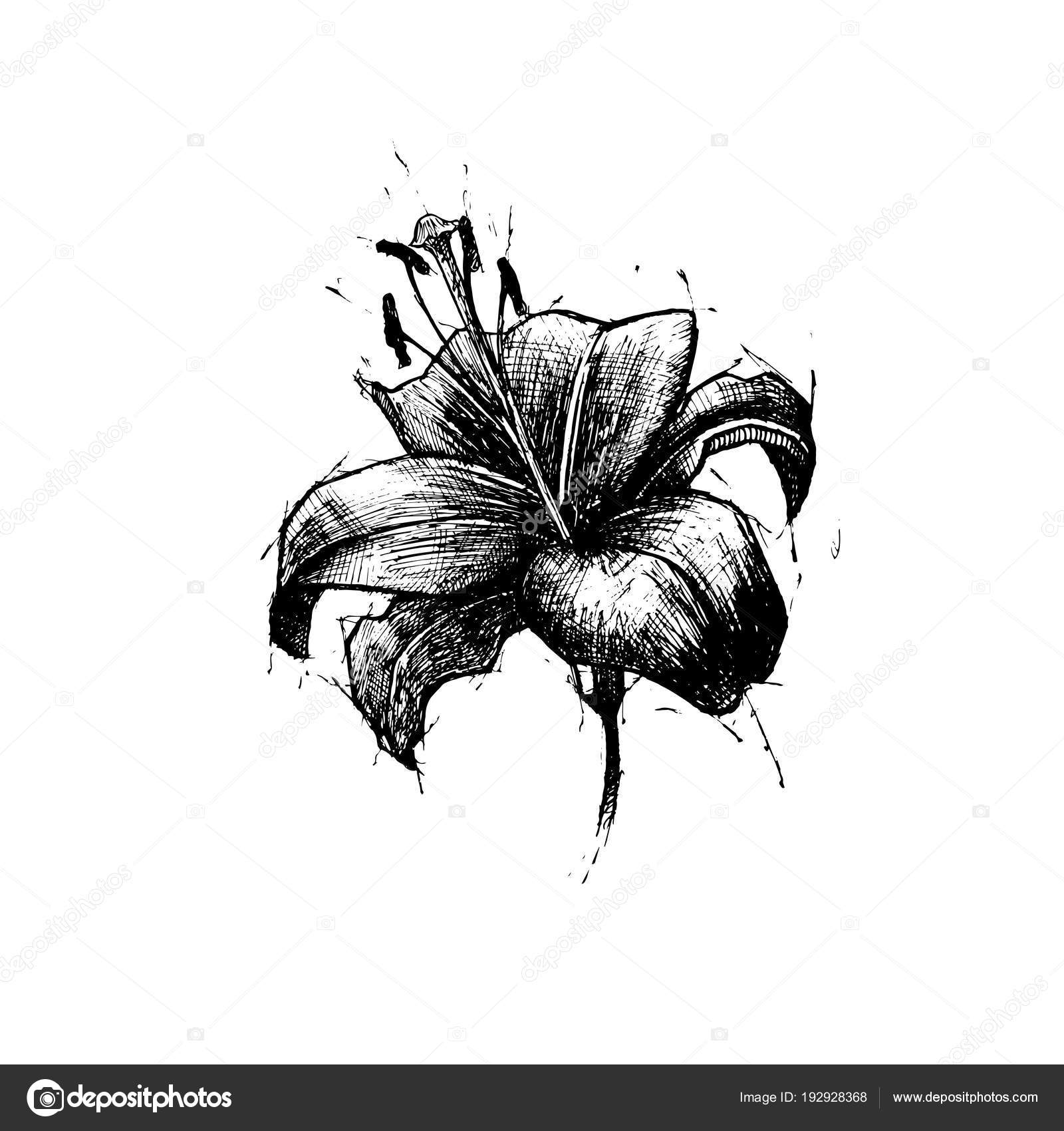 Proiphys Amboinensis Cardwelllily Lily De Noël Du Nord