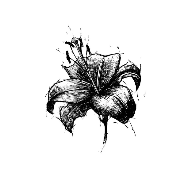 Proiphys amboinensis, Cardwelllily, Northern jul lily. Prydnadsväxter och heliga träd. illustration hand ritning. vektor. tatuering design. dekal design. blomma i trädgården. — Stock vektor