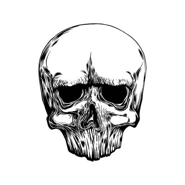 Anatomic Skull Vector Art. Illustration détaillée dessinée à la main du par. — Image vectorielle