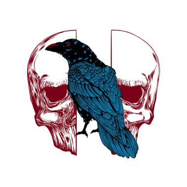 Kafatasındaki karga beyazdan izole edilmiş. El çizimi vektör sanatı. Çizim vektör çizimi. Vector vintage illüstrasyon. dövme tasarımı.