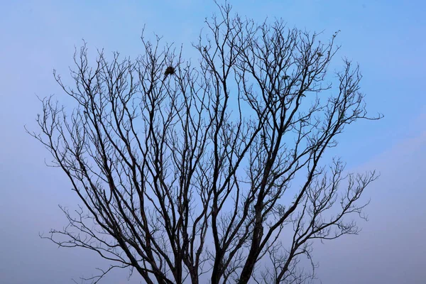 Větve Stromu Větev Pozadí Oblohy Silueta Stromu — Stock fotografie