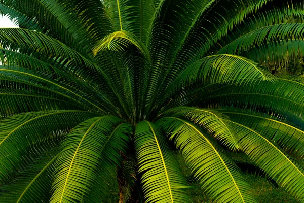 Palm leaves background in a dark with green young leaf on palm tree in tropical forest, eco green environment concept.