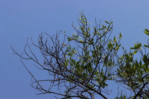 Prachtige Boom Blauwe Lucht Achtergrond — Stockfoto