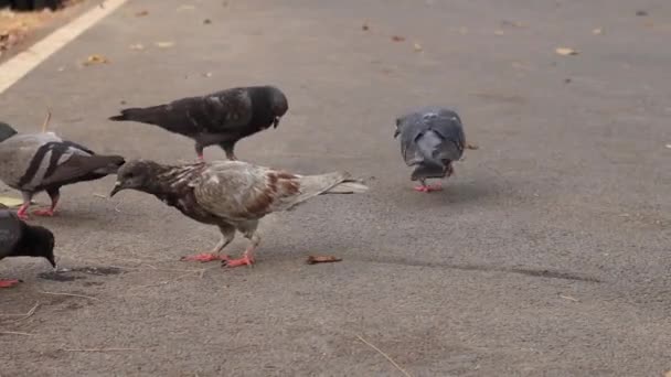 街头的鸽子在公园里吃面包屑 — 图库视频影像
